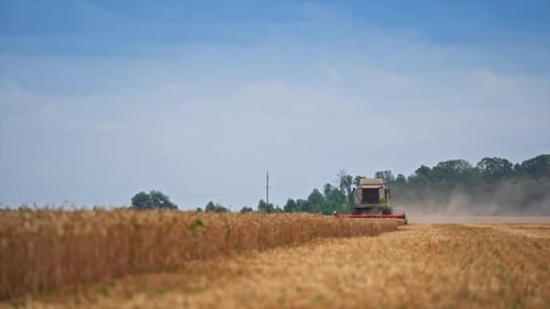 Harvester machine working on a wheat field. Big combine gathering golden crops.