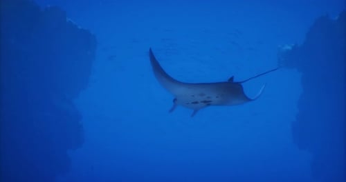 Manta Ray Gliding Gracefully Through Crystal Clear Ocean Waters