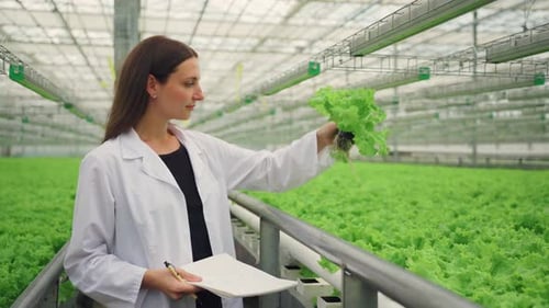 Researcher Specialist Employee in an Industrial Greenhouse Garden Checks Growth of Lettuce
