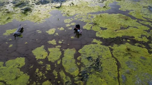 Scientist collecting algae samples in shallow pond water