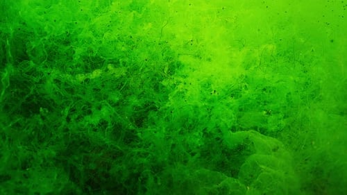 Close-up of Green Alga (Cladophora) and Sea Gutweed (Ulva). Underwater scene of green algae