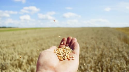 Hand Holds Wheat Kernels Over Field