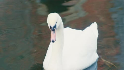 Weißer Schwan