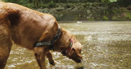 Cachorro de Golden Retriever bebiendo agua de un pequeño arroyo