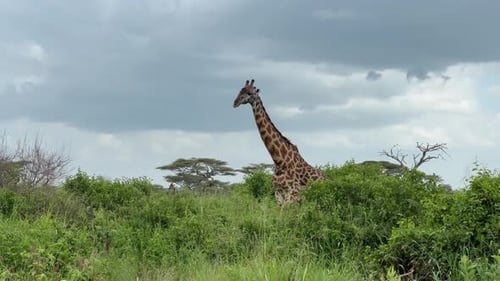 Masai giraffe (Giraffa tippelskirchi) walking in Serengeti National Park, Tanzania.
