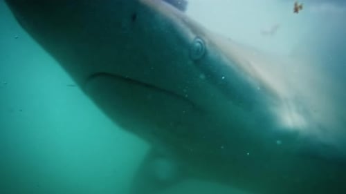 A great white shark, with a piercing eye and sleek fin, emerges from the ocean's depths, casting a g