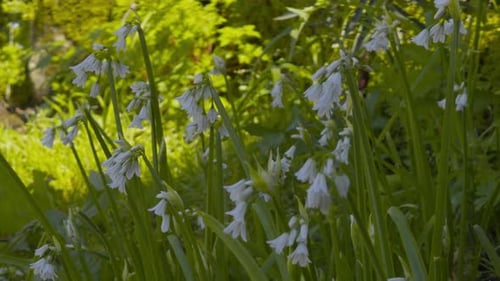 Hübsche weiße Campanulas, die im Schatten stehen, umgeben von Wildpflanzen