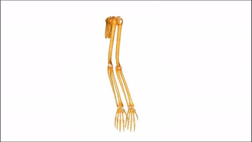 Human Arm Skeleton Bones Anatomy Rotation
