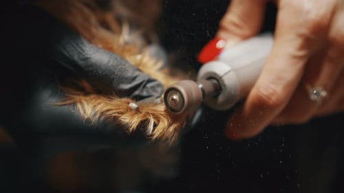 Grooming tool trimming a dog's nails close up