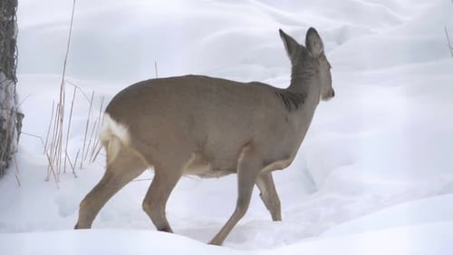 White-tailed deer pacing around Snow covered forest in search of food - Medium tracking shot