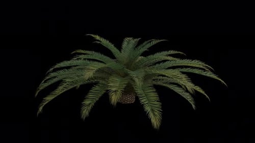Canary Island Date Palm Tree blowing in the wind. Alpha Channel. Loop Animation