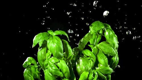 Fresh Green Basil Plant with Water Droplets