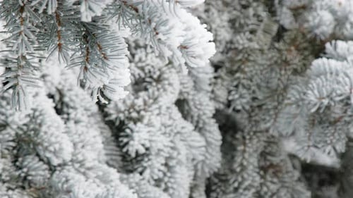 Evergreen Branches Covered in Fresh Winter Snow