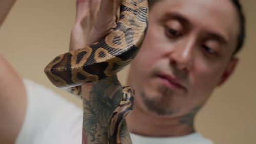Propriétaire multiculturel regardant un python ramper sur un bras tatoué