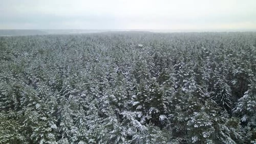 Aerial view of a frozen pine tree forest with snow covered trees in winter. Flight above winter fore