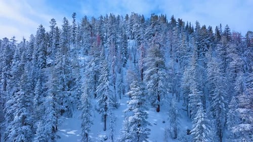 Snow Covered Mountain Forest Aerial Winter Landscape