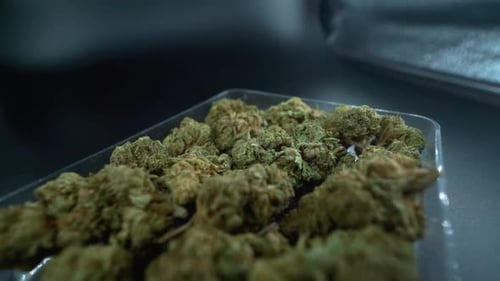 A close up detailed crane movement forward shot of a cannabis plant, marijuana flower in a clear pla