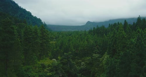 Forest between the hills