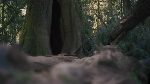 A big opening in a Douglas Fir tree trunk in an old-growth forest
