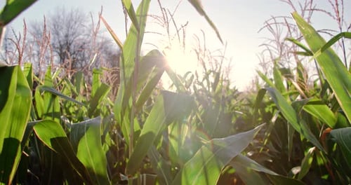Corn Plant in the Field at Sunrise