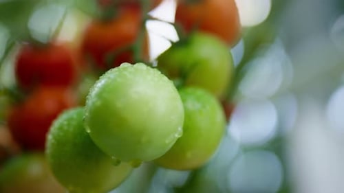 Dew drops on ripe cherry tomatoes growing at a farm in Ukraine closeup