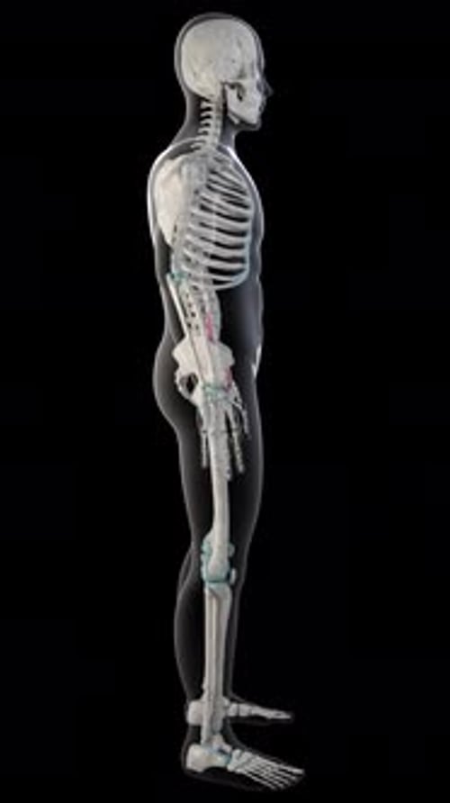 Psoas Major Muscles On Whole Human Body Vertical Video