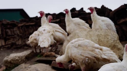 Five White Turkeys Peck Food Scattered on the Ground at a Farm The Scene Captures Their Natural