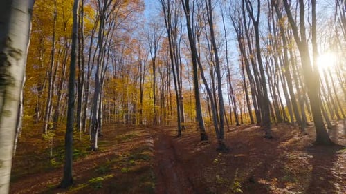 Voo suave entre árvores perto de galhos em uma fabulosa floresta de outono