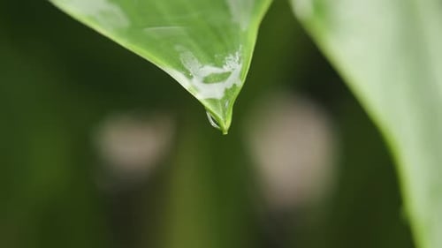 Drops of water falling from a green leaf in the rain