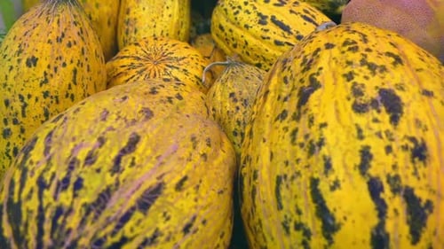 Frische Melone, die im Sommer am Marktstand geerntet wurde