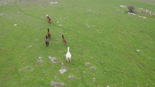 Wild Horses running in a green meadow, Aerial view