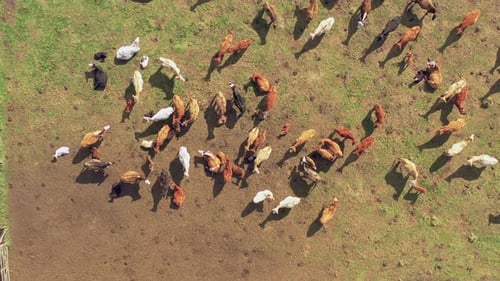 Top down aerial view of herd of cows grazing on brazilian pasture