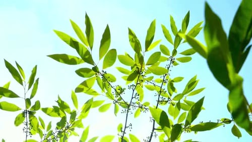 Green Leaves