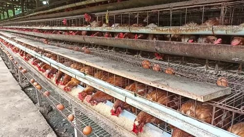 Hens Eating Food in Multi-Tiered Cage House