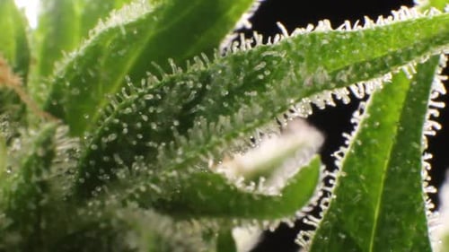 Extreme closeup of weed blossom. Transparent crystals on marihuana leaves full with CBD and THC.