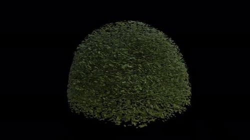 Im Wind wehende Hainbuche Loop-Animation. Wind weht Heckenpflanze Carpinus Betulus. Alpha-Kanal