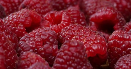 Delicious Red Raspberries Close Up