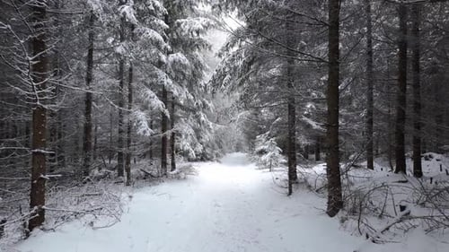 Walking along a snowy path in winter forest with high conifers. Calm outdoor scene. Tall trees