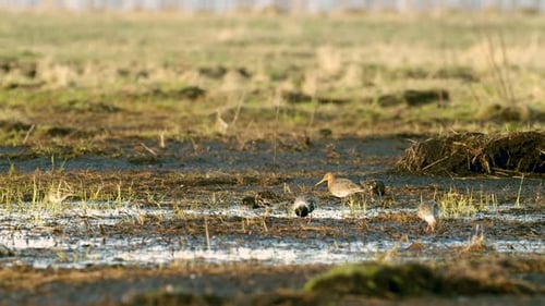 Black-tailed godwit and a flock of ruff birds during spring migration on wetlands flooded meadow fee