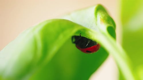 Ladybug Under the Leaf o Fa Plant