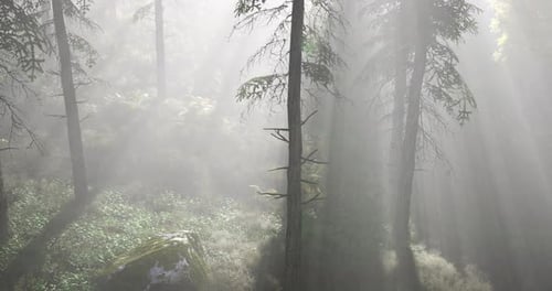 Sunlight Filtering Through Misty Forest Canopies During Early Morning Hours