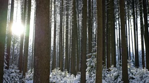 Snowy Forest Scene with Sunlight Through Trees
