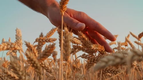 Hand Gently Touching Golden Wheat Stalks in Sunsetlit Field