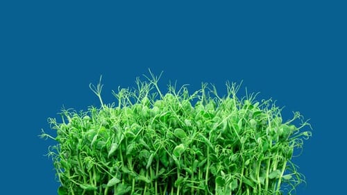 Green Pea Germination Moves In Time Lapse. Micro Greens Seedling For Healthy Eating. Vegan Food