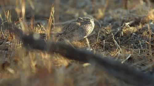 Rattlesnake closeup tracking shot as it moves about the desert environment