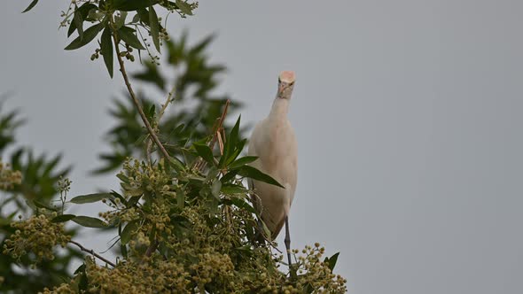Cattle egret wandering on the trees for insects in the marsh land ...