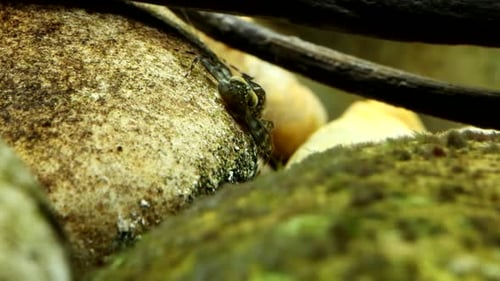 Eintagsfliegen-Nymphe (Cynygma sp.) unter Wasser, weidet frontal auf Periphyton in einem Forellenbach