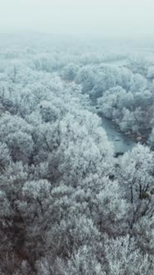 Forest in winter. River among white trees covered with snow. Blur background.