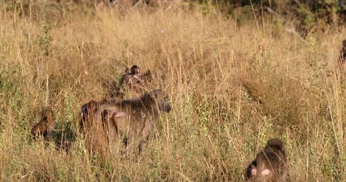 Chacma baboon (Papio ursinus). Bwabwata National Park, Namibia. African Wildlife.