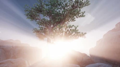 Sun Beams Through Trees